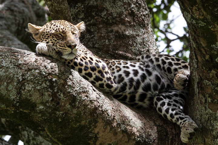 Rolling Into Deep Sleep: Your Guide to the Most Restorative Sleep Phase