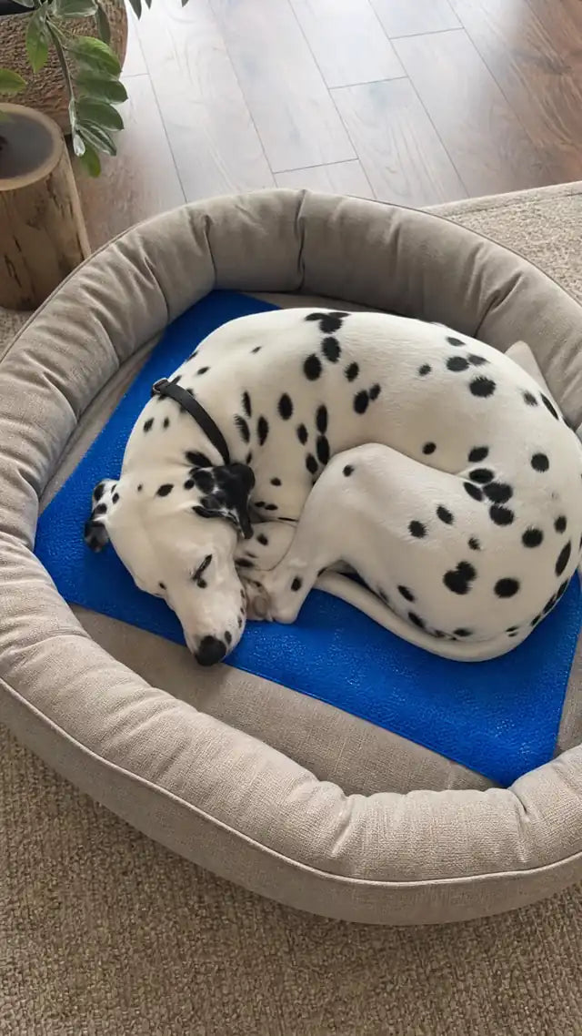 Geli Insert in a pet bed